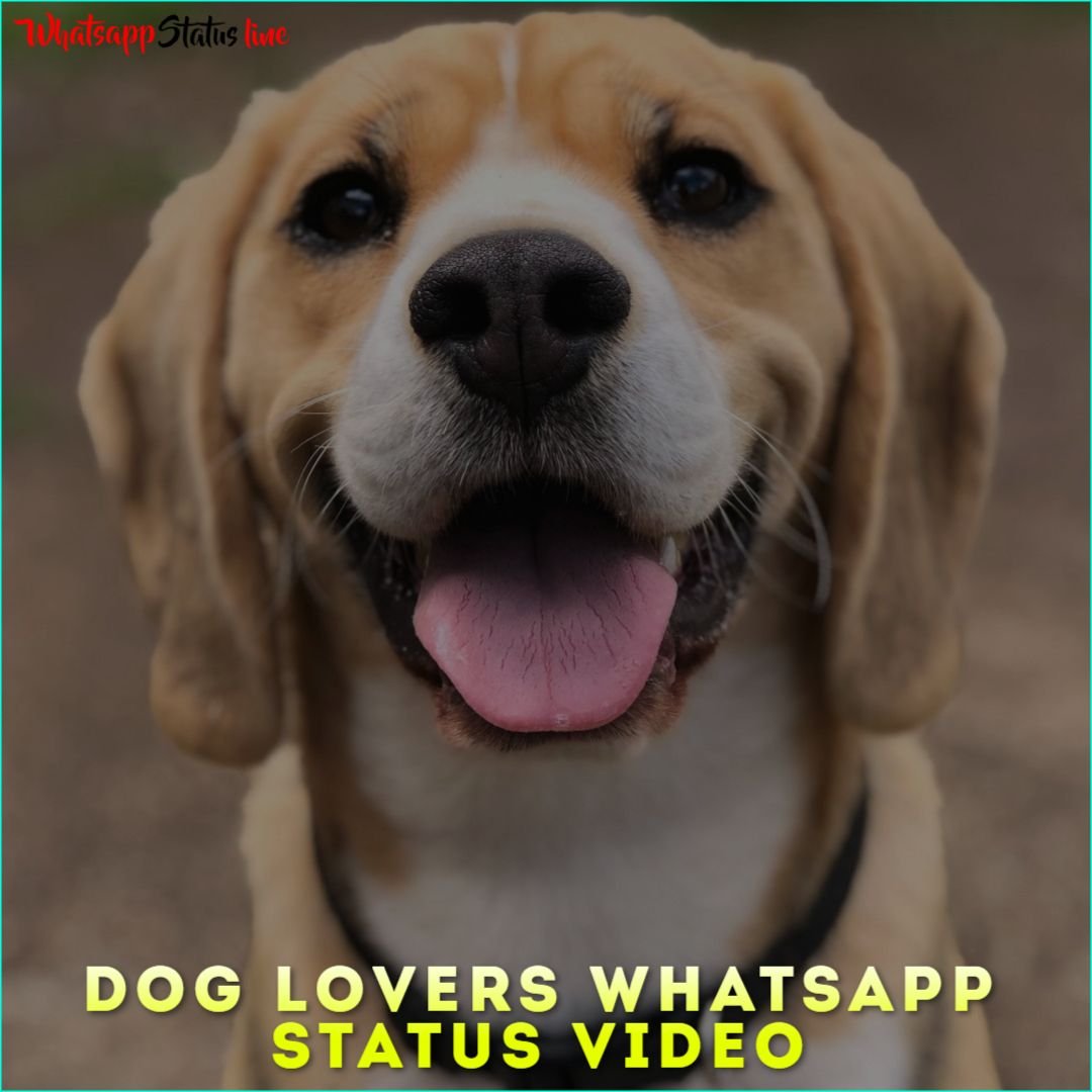 Dog Lovers Whatsapp Status Video Downlaod 4K Full Screen Videos